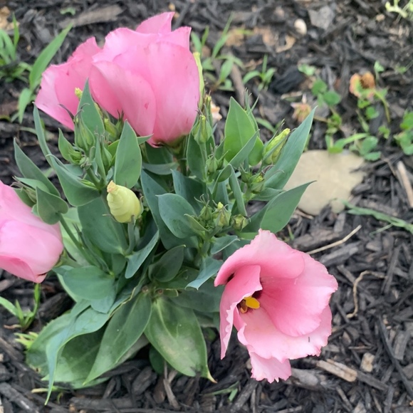 Meet your Posher, Kelly - Picture 1 of 1